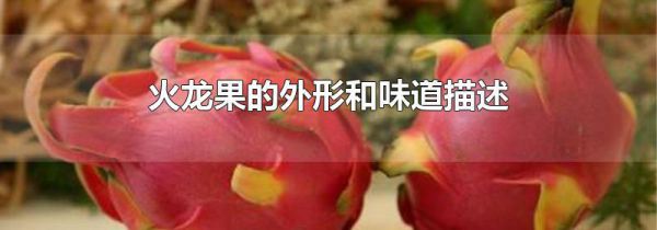 火龙果的外形和味道描述