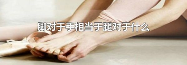 脚对于手相当于腿对于什么