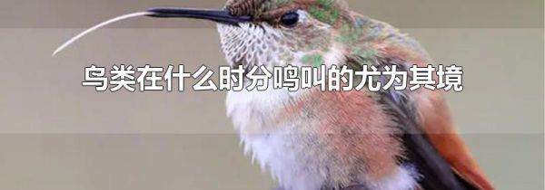 鸟类在什么时分鸣叫的尤为其境