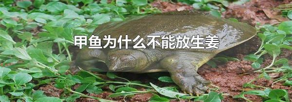 甲鱼为什么不能放生姜