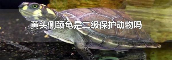 黄头侧颈龟是二级保护动物吗