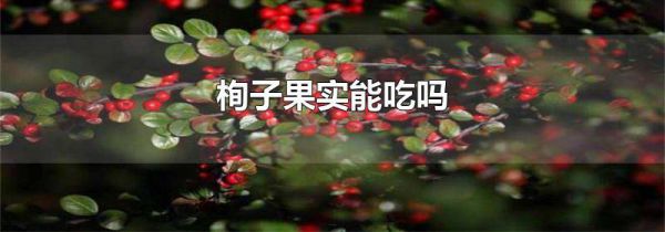 栒子果实能吃吗
