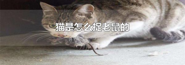 猫是怎么捉老鼠的