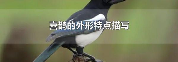 喜鹊的外形特点描写