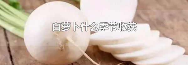 白萝卜什么季节收获
