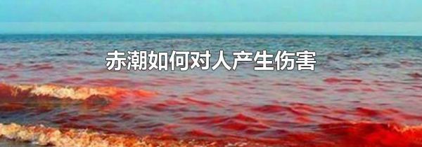 赤潮如何对人产生伤害