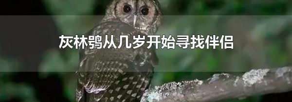 灰林鸮从几岁开始寻找伴侣