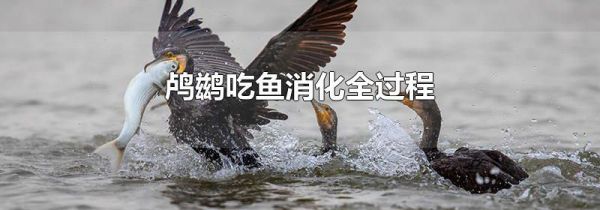 鸬鹚吃鱼消化全过程
