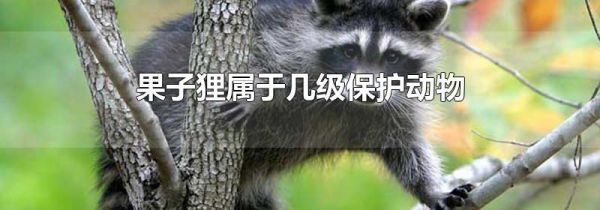 果子狸属于几级保护动物
