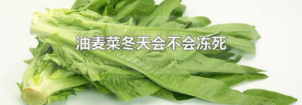 油麦菜冬天会不会冻死