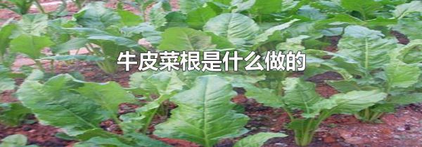 牛皮菜根是什么做的