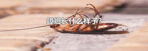 蟑螂长什么样子?