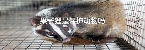 果子狸是保护动物吗