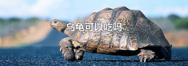 乌龟可以吃吗
