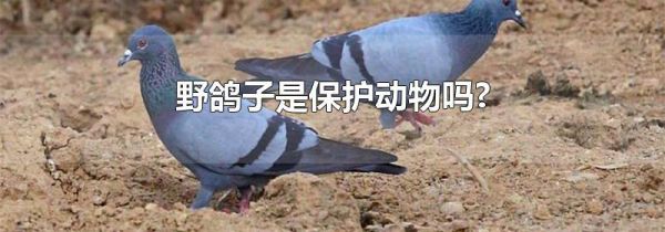 野鸽子是保护动物吗?
