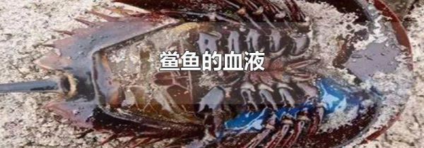 鲎鱼的血液