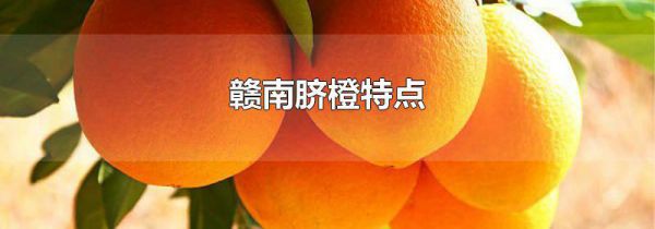 赣南脐橙特点
