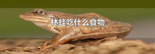林蛙吃什么食物
