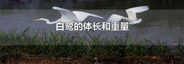 白鹭的体长和重量
