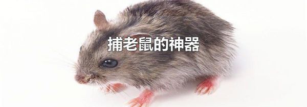 捕老鼠的神器