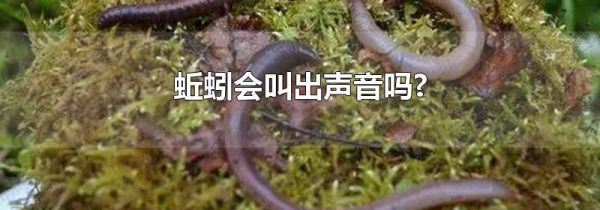蚯蚓会叫出声音吗?