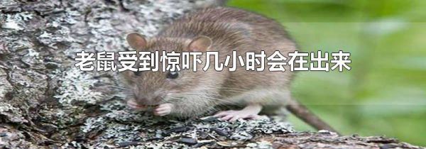 老鼠受到惊吓几小时会在出来