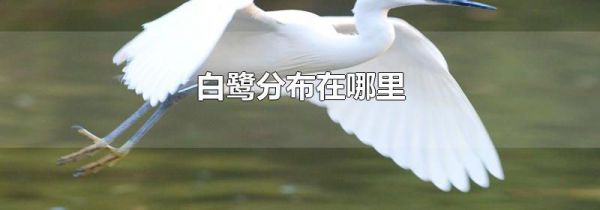 白鹭分布在哪里
