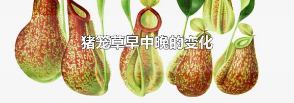 猪笼草早中晚的变化