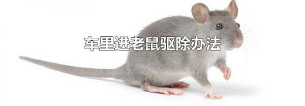 车里进老鼠驱除办法