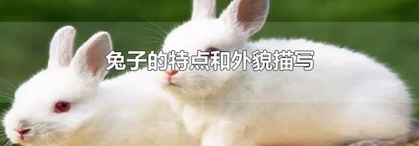 兔子的特点和外貌描写
