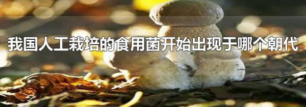 我国人工栽培的食用菌开始出现于哪个朝代