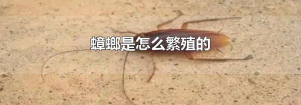 蟑螂是怎么繁殖的