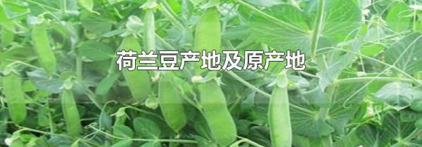 荷兰豆产地及原产地