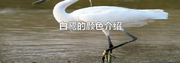 白鹭的颜色介绍