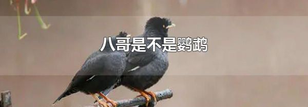 八哥是不是鹦鹉