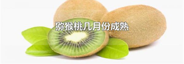 猕猴桃几月份成熟