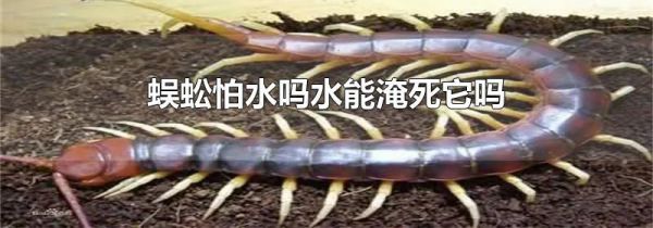 蜈蚣怕水吗水能淹死它吗
