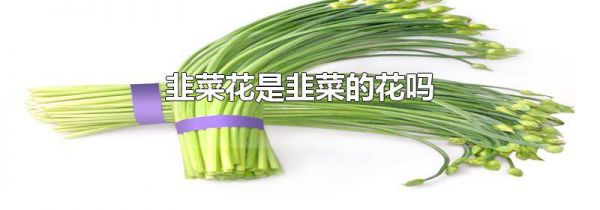 韭菜花是韭菜的花吗