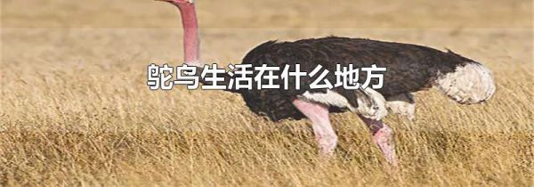 鸵鸟生活在什么地方