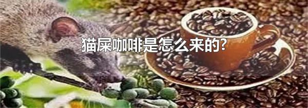 猫屎咖啡是怎么来的?