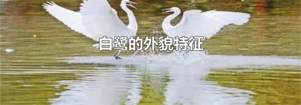 白鹭的外貌特征