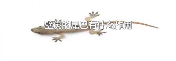 壁虎的尾巴有什么作用