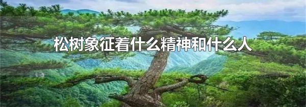松树象征着什么精神和什么人