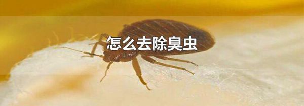怎么去除臭虫