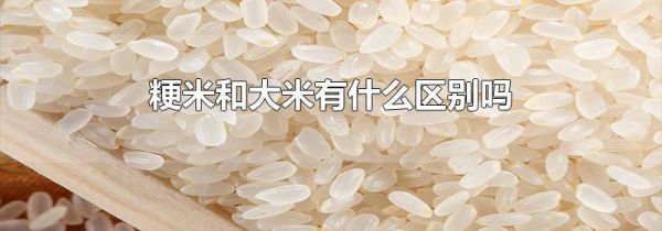 粳米和大米有什么区别吗