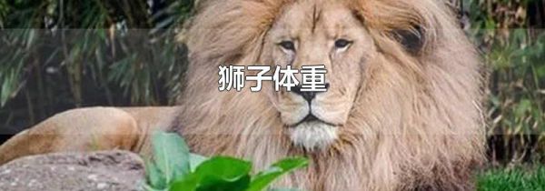 狮子体重