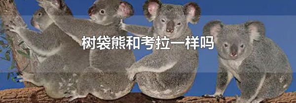 树袋熊和考拉一样吗
