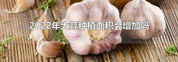 2022年大蒜种植面积会增加吗
