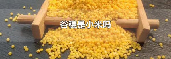 谷穗是小米吗