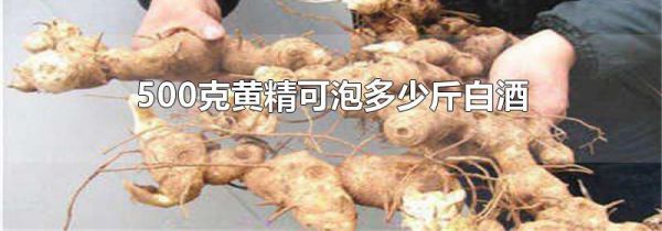 500克黄精可泡多少斤白酒